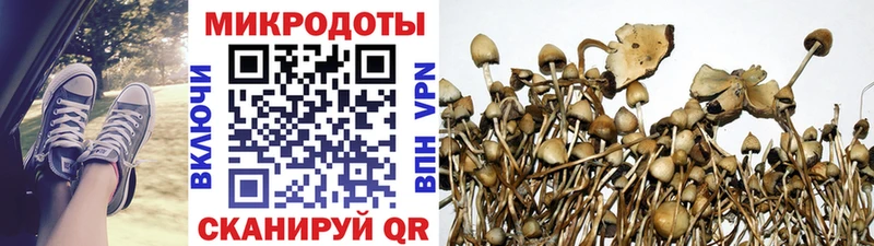 Купить где  Ноябрьск  Галлюциногенные грибы Psilocybine cubensis 